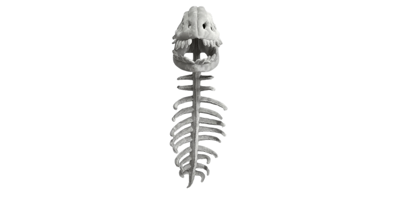 Dinosaur Skeleton Plush Merch